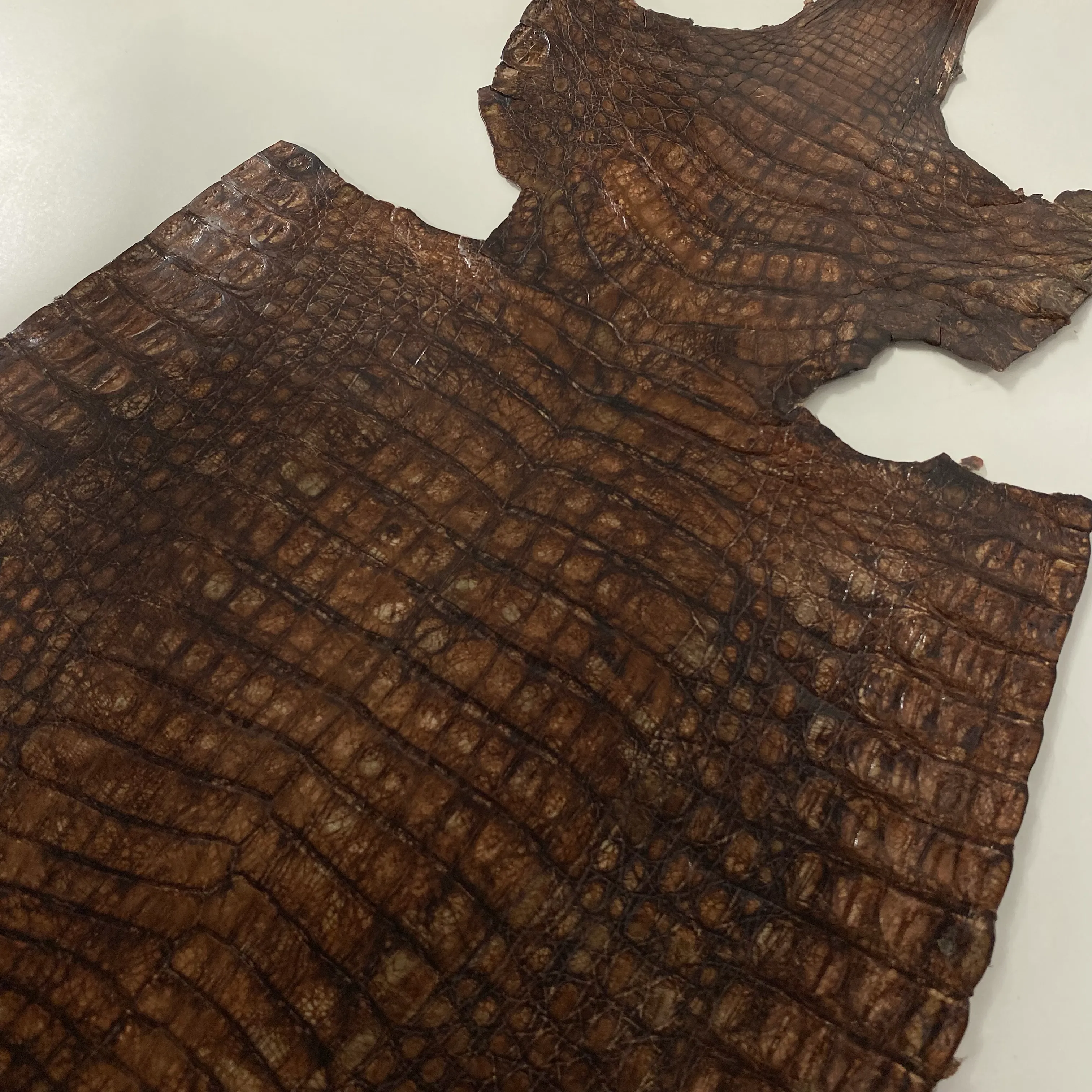 Caiman Crocodile | Whiskey
